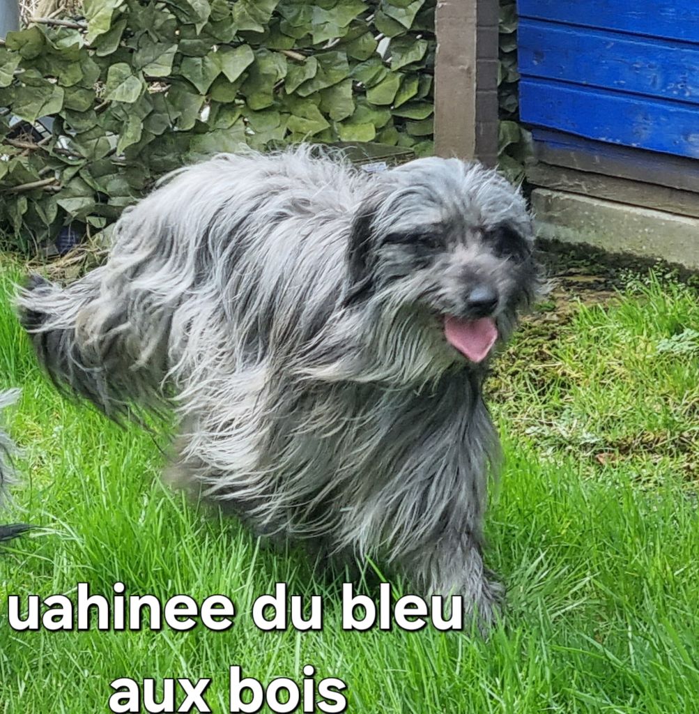 Uahinee Du Bleu Aux Bois