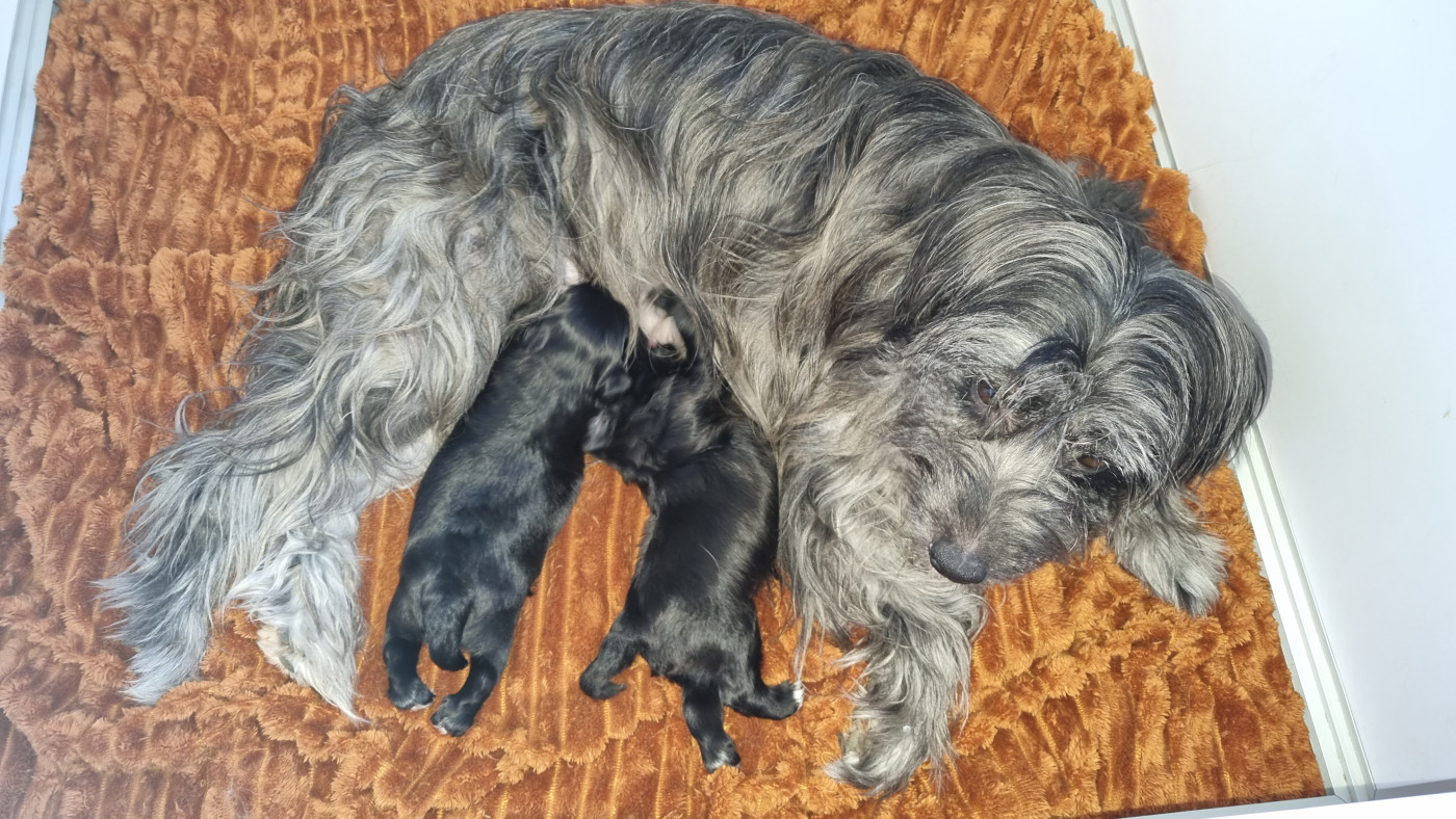 Chiots nés 02 03 2026